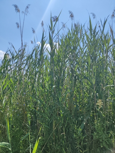 common reed