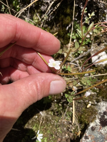 Epilobium alsinoides (Epilobium alsinoides)