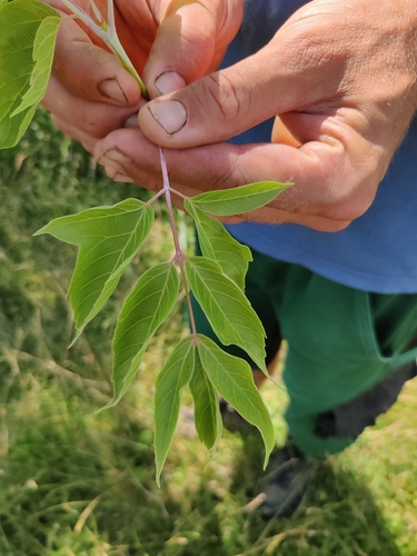 box elder