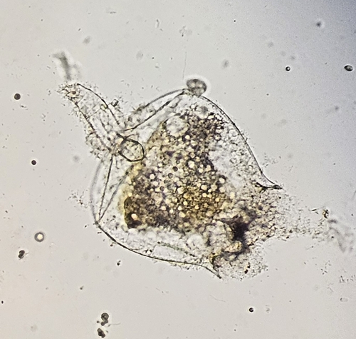Brachionus quadridentatus cluniorbicularis