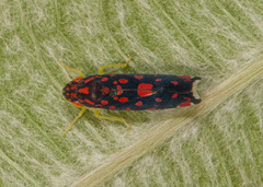Ladoffa bartletti