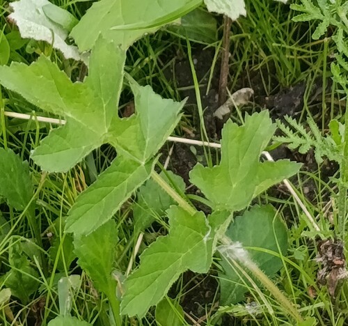 Siberian hogweed