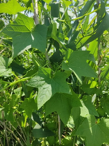 prickly cucumber