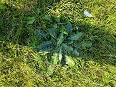 Hypochaeris radicata