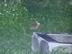 Lepus sinensis formosus