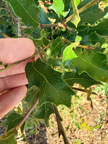 Quercus vaseyana, photograph 5