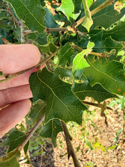 (c) Jane Weeden, some rights reserved (CC BY) Quercus vaseyana, photograph (c) Jane Weeden, some rights reserved (CC BY)