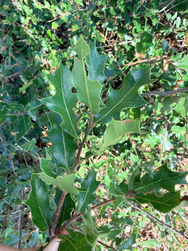 Quercus vaseyana, photograph 6
