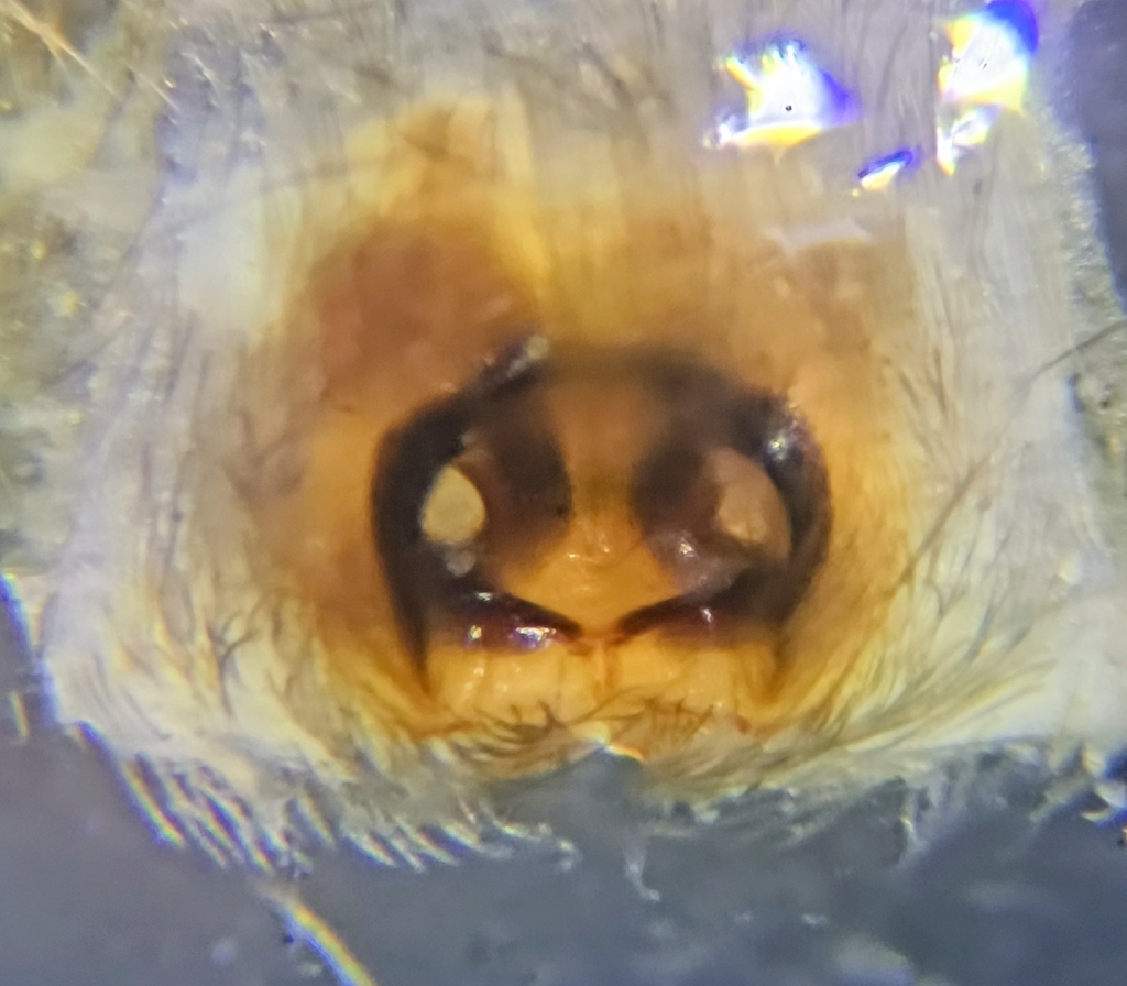 Scotophaeus quadripunctatus