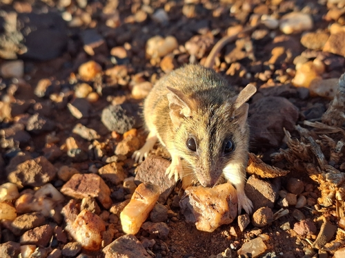 Stripe-faced Dunnart
