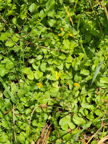 creeping Jenny