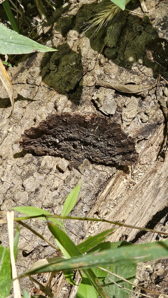 Hairy Hexagonia · July 2026 · photo: Photo: no rights reserved · iNaturalist