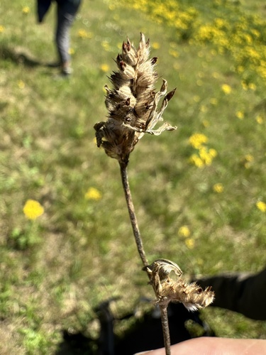 Trifolium striatum observed 2026-07-11