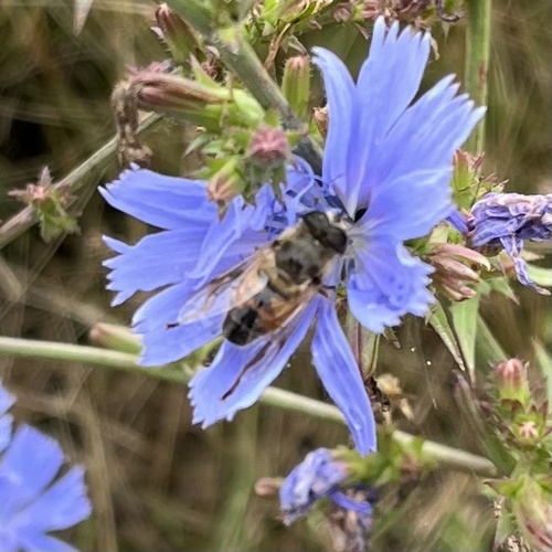 Common Drone Fly