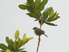 Cisticola brachypterus