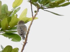 Cisticola brachypterus