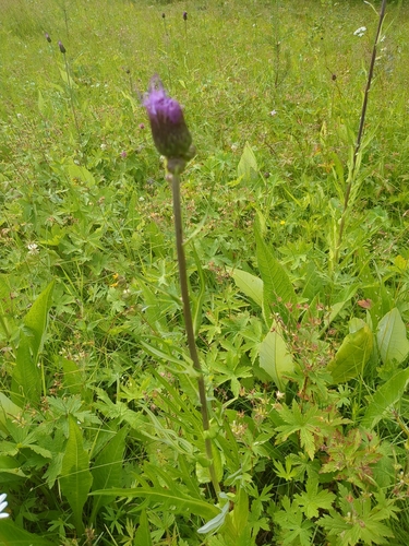 Melancholy Thistle