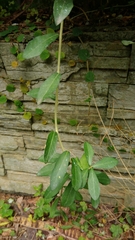 Tarlmounia elliptica