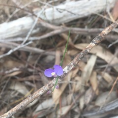 Comesperma defoliatum