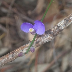 Comesperma defoliatum