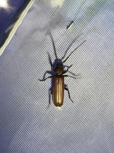 Rust Pine Borer, Nationalpark Schiermonnikoog, Schiermonnikoog, Provinz Friesland, NL, photo 6 of 10