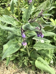 Symphytum
