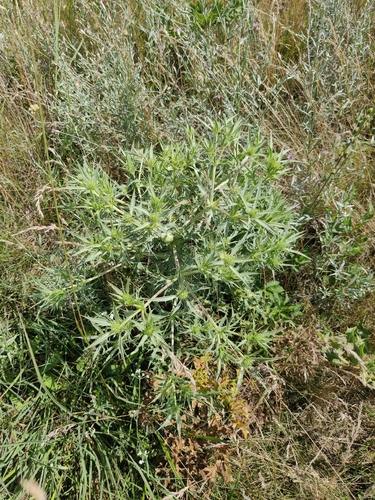 Field Eryngo