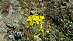 Erysimum franciscanum