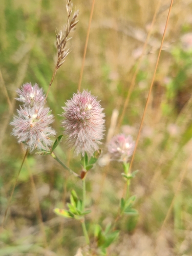 rabbitfoot clover