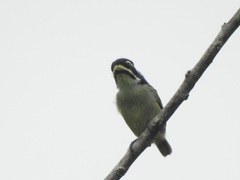 Pogoniulus subsulphureus