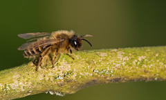 Andrena flavipes