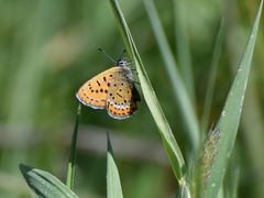 Lycaena helle