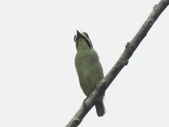 Pogoniulus subsulphureus