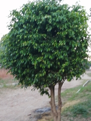 Ficus benjamina benjamina