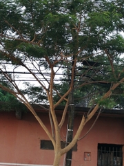 Albizia niopoides