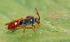 Nomada ferruginata
