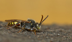 Nomada ferruginata