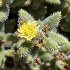 Delosperma echinatum