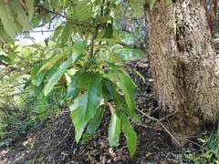 Quercus variabilis, photograph (c) Wang J.P., some rights reserved (CC BY)