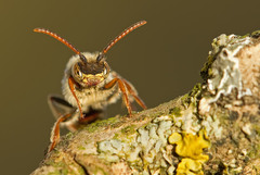 Nomada leucophthalma