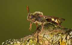 Nomada leucophthalma