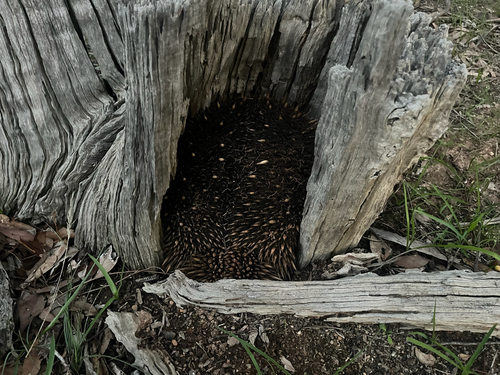 Eastern Short-beaked Echidna