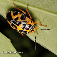 Antestiopsis anchora