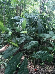 Cupania
