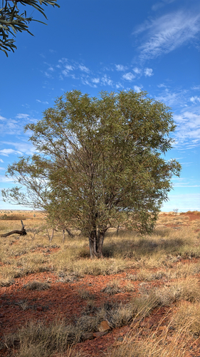 Western Gidgee