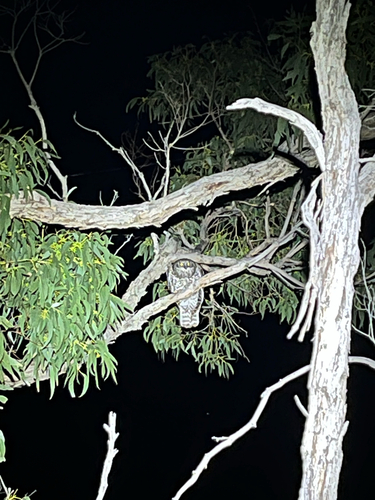 Powerful Owl
