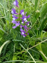 Vicia onobrychioides