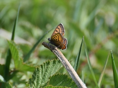 Lycaena helle