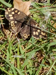 Pararge aegeria