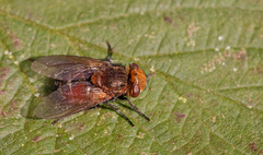 Gonia divisa